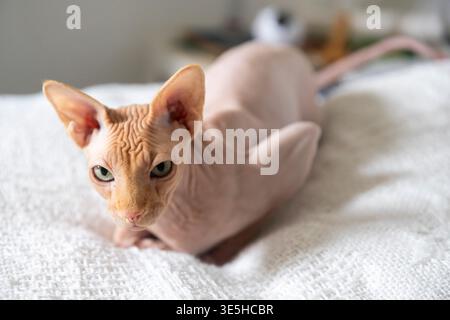 Nahporträt einer nachdenklichen haarlosen Sphynx-Katze mit intensiv grünen Augen Stockfoto