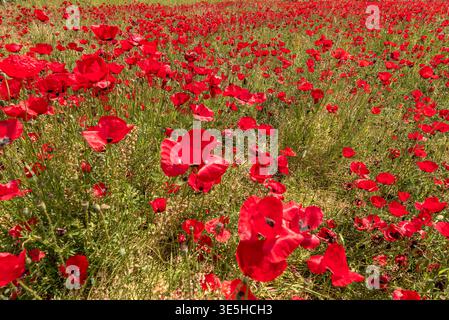 Ein riesiges und dichtes Feld mit wilden roten Mohnblumen, das über einer sonnendurchfluteten grünen Wiese blüht und das Wesen einer lebendigen Frühlingslandschaft im Landsland einnimmt Stockfoto