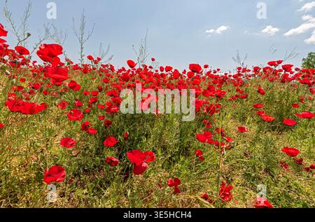 Die roten Mohnblumen blühen in einem üppig grünen Feld unter einem klaren blauen Himmel und fangen einen ruhigen Frühlingstag in der Natur ein. Stockfoto