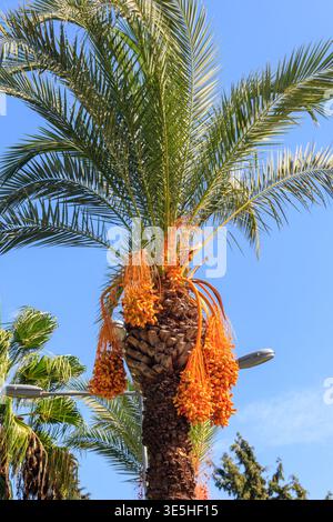 Dattelpalme (Phoenix dactylifera) mit reifenden Dattelfrüchten vor blauem Himmel Stockfoto
