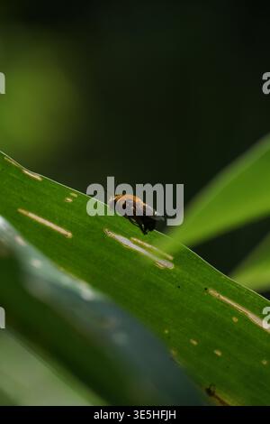Honigbiene sammelt Pollen auf einer bunten Blume Stockfoto