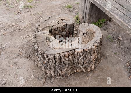 Der alte Baumstumpf mit Hohlkern liegt auf trockenem Boden neben einer rustikalen Bank und zeigt natürliche Texturen und Verfall in einer ruhigen Umgebung im Freien, ideal für n Stockfoto