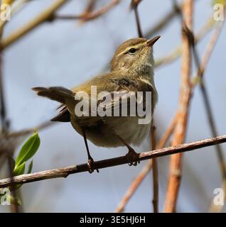Ein gemeiner Chiffchaff (Phylloscopus collybita) in Pittville Park Cheltenham, Großbritannien Stockfoto
