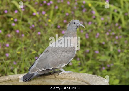 Holztaube (Columba palumbus) Jungvogel im Vogelbad, Suffolk, England, Vereinigtes Königreich Stockfoto