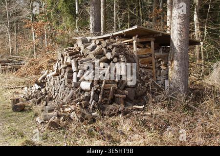 Gestapelter Holzstapel Neben Rustikalem Unterschlupf, Gehackte Baumstämme Mit Rauer Rinde, Leanto-Lagerung Am Waldrand, Kiefer Und Gemischte Bäume Im Hintergrund, Trockenes Gras Und Stockfoto