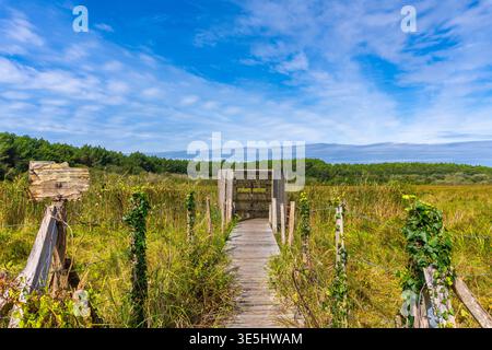 Promenade, die zum Vogelobservatorium in Messanges landes führt Stockfoto