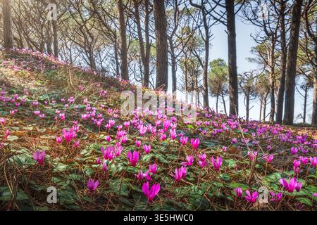 Blühende wilde Cyclamen auf einer Düne im Naturschutzgebiet Tombolo di Cecina. Mediterraner Kiefernwald im Frühjahr, Marina di Cecina, Toskana, Stockfoto