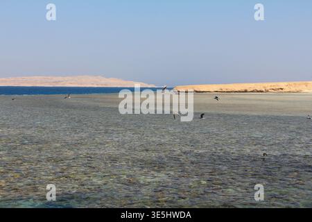 Vögel fliegen über flaches klares Meer mit Sandy Shore und ferne Insel Stockfoto