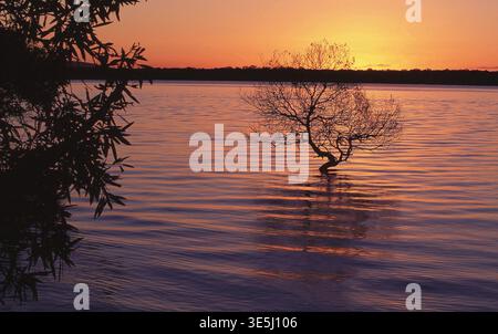 EIN UNTERGETAUCHTER BAUM IM WASSER BEI EBBE, MORETON BAY, SOUTH STRADBROKE ISLAND, QUEENSLAND, AUSTRALIEN. Stockfoto