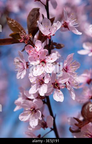 Eine detaillierte Nahaufnahme zeigt zarte blassrosa Blüten mit markanten Staubblättern und dunkelroten Mittelpunkten, die auf einem dunklen Zweig mit kleinem rötlich-braunem L blühen Stockfoto