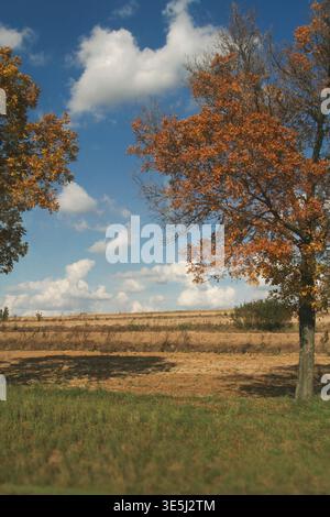 Eine vertikale Landschaftsaufnahme mit einem lebhaften Herbstbaum mit orangefarbenen Blättern im Vordergrund, der einen Schatten über einem grünen grasbewachsenen Fleck wirft; im bac Stockfoto