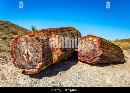Detaillierte Nahaufnahme der lebendigen versteinerten Holzstrukturen entlang des Crystal Forest Trail im Petrified Forest National Park Arizona Stockfoto