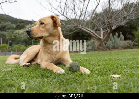 Hund vom Typ Tan Labrador, der auf getrimmtem Rasen in einem Wohngarten mit moosigem Tennisball in der Nähe liegt Stockfoto