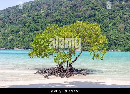 Tropischer Baum am Sandstrand. Türkisfarbenes Meereswasser im Hintergrund. Üppig grüne, bewaldete Insellandschaft. Stockfoto