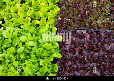Blick von oben auf frische Bio-Salatsorten, die in Gartentabletts wachsen, mit leuchtenden grünen und roten Salatblättern. Gesundes veganes Lebensmittelkonzept Stockfoto