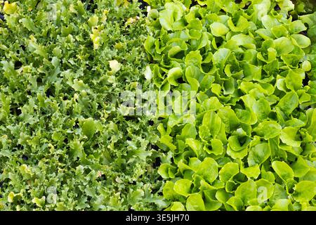 Blick von oben auf frische Bio-Salatsorten, die in Gartentabletts wachsen, mit leuchtend grünen Salatblättern. Gesundes veganes Lebensmittelkonzept, naturbelassene Landwirtschaft Stockfoto