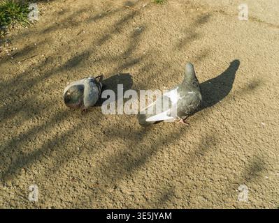 Ein Paar gewöhnlicher Stadttauben, die an einem sonnigen Frühlingnachmittag auf einem Betonboden ruhen und spazieren. Authentische urbane Tierwelt. Stockfoto