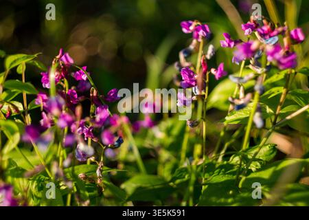 Haufen von leuchtenden violetten Wildblumen mit grünen Blättern, die in sanftem Sonnenlicht zart blühen. Der unscharfe natürliche Hintergrund sorgt für eine ruhige Szene Stockfoto