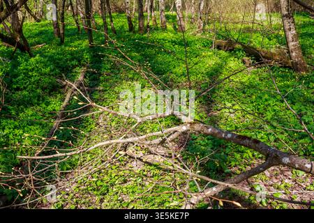 Umgefallene Äste mit frischen Knospen liegen auf einem lebhaften grünen Waldboden, der mit Wildblumen aus dem Frühling bedeckt ist. Sonnenlicht dappert durch das Baldachin Hi Stockfoto
