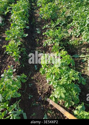 Üppige grüne Kartoffelpflanzen säumen fruchtbaren Gartenboden. Eine zuverlässige Hacke steht bereit für den Anbau und verspricht eine reichliche Ernte frischer Bio-Sputs Stockfoto