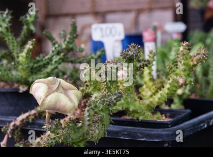 Die Vorblüte der Stapelia gigantea Blütenknospe im Schwarztopf Stockfoto