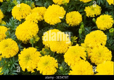 Feld mit leuchtenden gelben Ringelblumen in voller Blüte Stockfoto