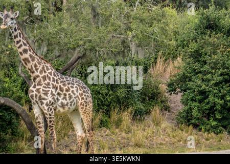 Eine Giraffe steht auf einem Feld aus Gras und Bäumen. Die Giraffe ist groß und hat einen langen Hals. Die Szene ist friedlich und ruhig, mit der Giraffe Stockfoto