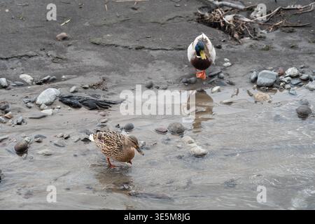 Männliche und weibliche Stockenten gehen an einem felsigen Uferufer. Zwei wilde Enten, die in flachem Wasser an einem Kieselstrand auf der Suche sind. Stockfoto
