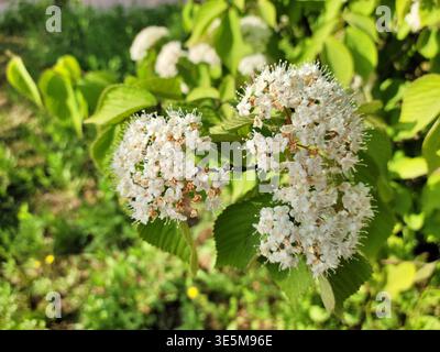 weißdornblüten-Krataegus in Blüte Stockfoto