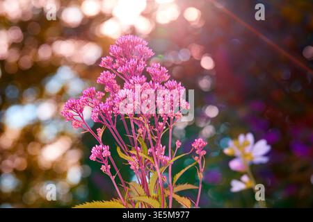 Frühling, Natur und Wachstum von Wildblumen im Garten für die Blütezeit, Bestäuber und Ökologie. Blumenbokeh, rosa Pflanzen und natürlicher Lebensraum für Stockfoto
