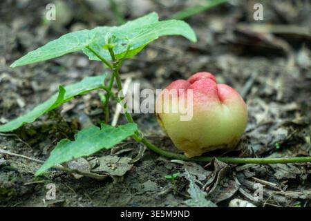 Junger Wachsapfel oder Syzygium samarangense im frühen Wachstum, blassgrüne Haut mit einem sanften rosafarbenen Rouge auf Boden und Blättern. Auch bekannt als Wasserapfel oder Stockfoto