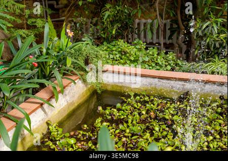 Wasserbrunnen in einem Gewächshausbecken, umgeben von tropischem Philodendron und Ivy Stockfoto