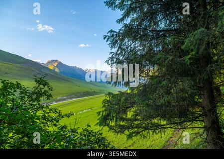Pferdeherde, die im ruhigen Bergtal von hinter den Bäumen weidet. Klarer Himmel mit verstreuten Wolken sorgt für eine ruhige Atmosphäre. Stockfoto