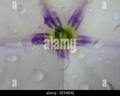 Extremes Makro einer weißen Blume mit violetten Streifen und Wassertröpfchen. Stockfoto