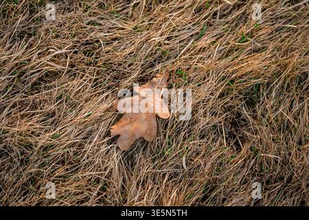 Herbsteichenblatt auf trockenem Gras Stockfoto