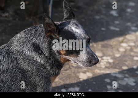 Porträt des Hundes namens Bunji, des blauen heeler australischen Rinderhundes Stockfoto