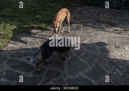 Ivo, der spanische windhund von galgo, und Bunji, der australische Rinderhund von Blue heeler, spielen zusammen Stockfoto