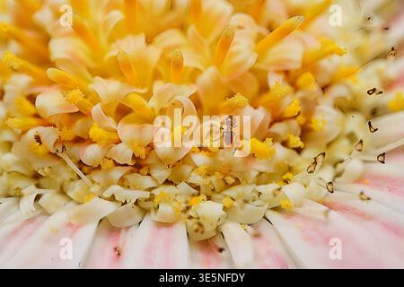 Extreme Makro von Gerbera Daisy Center mit goldenen Staubblättern und rosa Blüten, Mahe, Seychellen Stockfoto