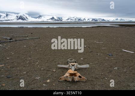 Walwirbel am Strand, Poolepynten, Prins Karls Forland Island, Svalbard, Norwegen. Stockfoto