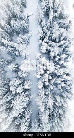 Aus der Vogelperspektive eines schneebedeckten Pfades, eines ruhigen Winterwunderlandes, in dem Bäume in weiß stehen, eine einsame Figur, die einen Hauch von Farbe verleiht, Grimentz, Stockfoto