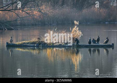 Gruppe von Kormoranen, die auf einer kleinen Insel in ruhigem Fluss mit sanftem Licht ruhen Stockfoto