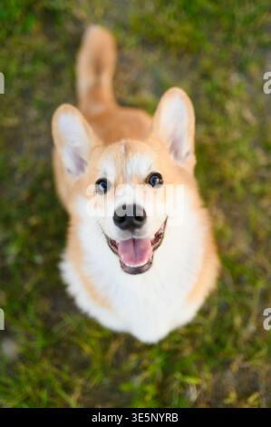 Entzückendes Porträt Pembroke Welsh Corgi Welpen Blick in die Kamera. Hochwinkelansicht von niedlichem Hund im Freien, Haustierpflege und Freundschaftskonzept, Tierpo Stockfoto