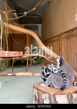 Zwei entzückende Lemuren (Lemur catta) sitzen dicht beieinander auf einem großen Holzbaumstumpf in einem Zoogehege. Stockfoto