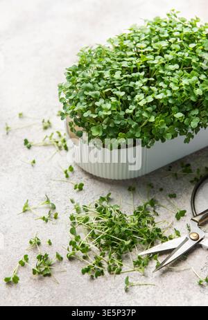 Microgreens Box mit frisch geschnittenen Sprossen und Schere für gesunde Ernährung Stockfoto