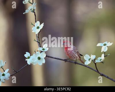 Männlicher Hausfink (Haemorhous mexicanus), der auf einem blühenden Hartholz (Cornus florida) thront. Zentral-Missouri, USA. Vogelwelt im Frühling. Stockfoto