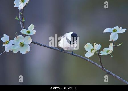Carolina Chickadee (Poecile carolinensis) thront auf einem blühenden Dogwood (Cornus florida) mit weißen Frühlingsblüten. Zentral-Missouri, USA. Stockfoto