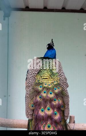 Ein schöner Pfau in einem öffentlichen Park. Stockfoto