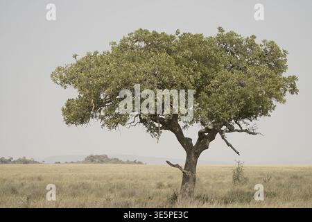 Einsamer Akazienbaum in offener Savannenlandschaft in Zentral-Serengeti, Tansania, minimale natürliche Szene mit breitem Horizont und klarem Himmel Stockfoto