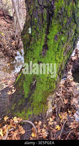 Moosbedeckter Baumstamm neben einem flachen Waldbach, reiche Texturen heben ein feuchtes Waldökosystem hervor Stockfoto