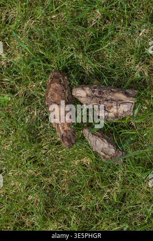 Blätter Auf Gras. Nahaufnahme Von Gebrochener Rinde, Verstreut Auf Grünem Gras In Friedlicher Orchard-Szene Stockfoto